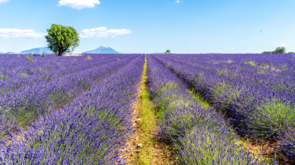 Naklejka na ściany i meble Lavendel in voller Blüte, Champ de Levante, Provence, Còte d´Azur, Frankreich