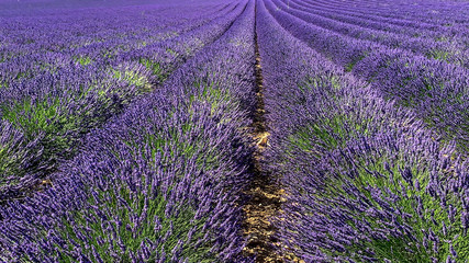 Obraz na płótnie Canvas Lavendel in voller Blüte, Champ de Levante, Provence, Còte d´Azur, Frankreich