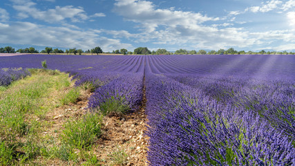 Fototapeta na wymiar Lavendel in voller Blüte, Champ de Levante, Provence, Còte d´Azur, Frankreich