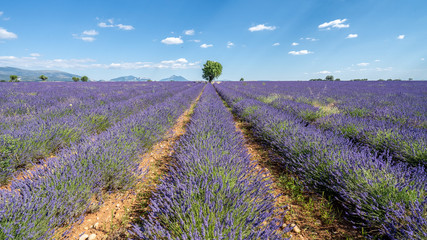 Obraz premium Lavendel in voller Blüte, Champ de Levante, Provence, Còte d´Azur, Frankreich