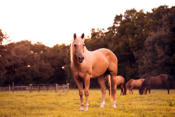 Palomino stallion in green grass pasture at sunset. Cream horse portrait.  © Tanya