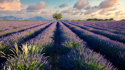 Fototapeta na wymiar Abenddämmerung, Einzelner Raum in mitten von Lavendel in voller Blüte, Champ de Levante, Provence, Còte d´Azur, Frankreich