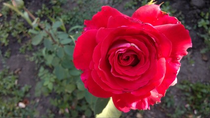 red rose in garden
