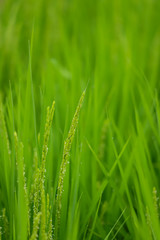 Fototapeta na wymiar 夏の田んぼに成長している綺麗な稲の様子