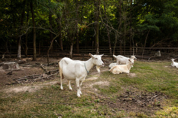 Obraz premium herd of goats