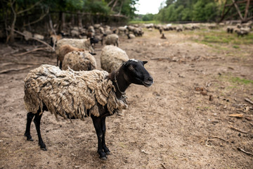 sheep standing