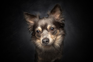 Portrait Hund vor schwarzem Hintergrund mit Blitz liegend und sitzend