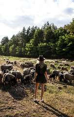 girl walking near the sheep