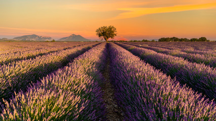 Sonnenuntergang über Lavendel in voller Blüte, Champ de Levante, Provence, Còte d´Azur, Frankreich
