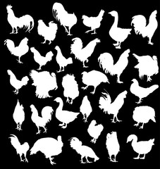 twenty nine farm bird silhouettes isolated on black
