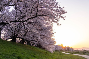 河川の日の出と桜