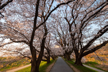 Obraz premium 朝日に輝く桜並木と歩道