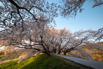 小高い場所の歩道に沿って咲いている桜
