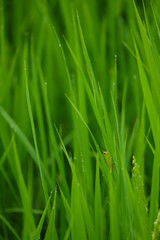 Fototapeta na wymiar 夏の稲の畑にいる小さいバッタの姿
