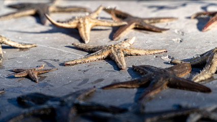 Seesterne trocknen in der Sonne, Grau du Roi, Occitanien, Frankreich