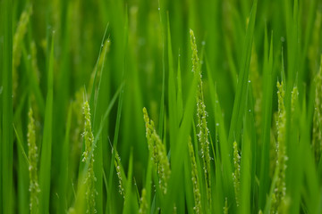 Plakat 夏の田んぼに成長している綺麗な稲の様子