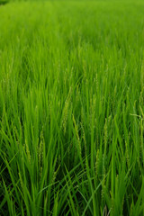 夏の田んぼに成長している綺麗な稲の様子