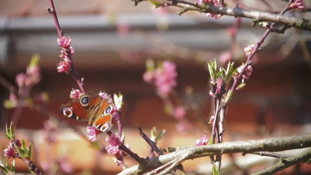 Beautiful slow motion footage of a European peacock butterfly collecting nectar on pink blossoms