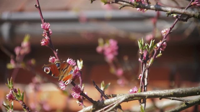 Slow motion footage of butterfly flying away from a tree with blossoms in spring - colorful Peacock butterfly