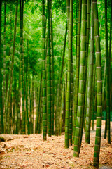 The bamboo forest is bright green. The trunk is tall and long, vertical image. See the floor and...