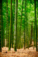 The bamboo forest is bright green. The trunk is tall and long, vertical image. See the floor and stem with yellow dry bamboo leaves all over the area.