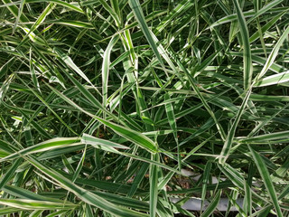 green grass background