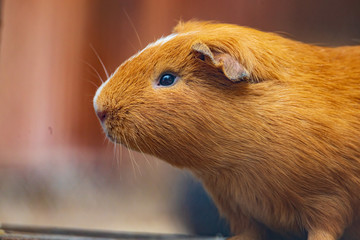 CUY - GUINEA PIG - Cavia porcellus