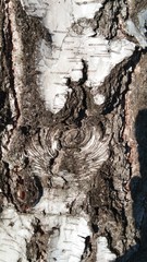 tree bark texture