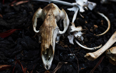 animal skull and bones after bushfires