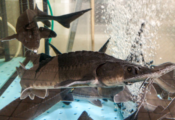 Sturgeon fish behind a glass aquarium