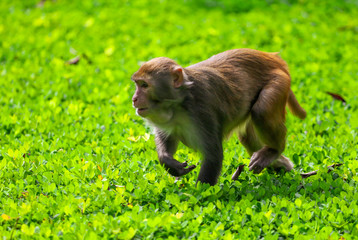 Monkey runs on the grass in the park