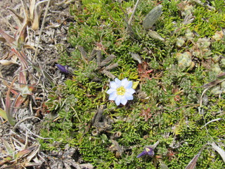 COTOPAXI NATIONAL PARK.  ECUADOR