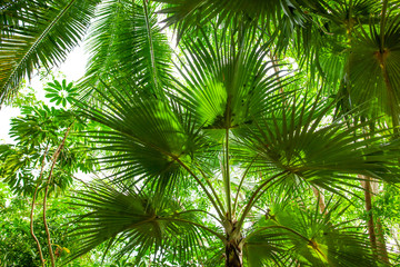 Fototapeta premium Thickets of palm trees in the park