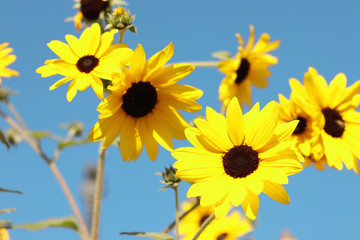 Beautiful sunflowers blooming in the field with blue sky background.