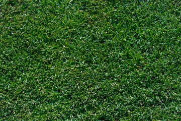 closeup of a section of a lush emerald green lawn of dwarf st augustine grass showing the dense...
