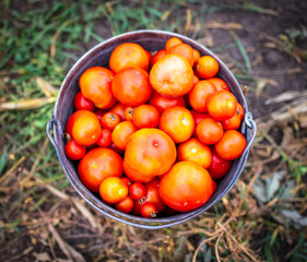 Tomatoes in a bucket on the ground.