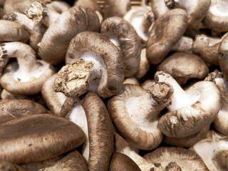 Dried mushrooms on the market as a background