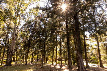 Camino del bosque de Colomos