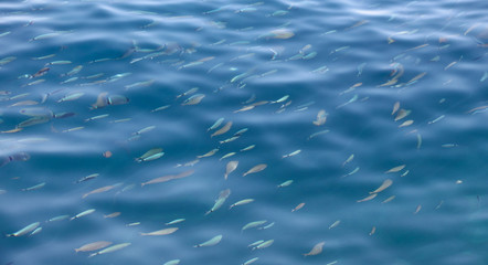 Fish in the blue water of the sea as a background