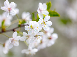 White flowers on a fruit tree on nature