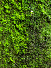 Green moss on a stone wall as a background