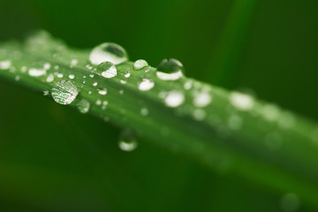  Many drops of transparent rain water on a green leaf macro . Natural background.