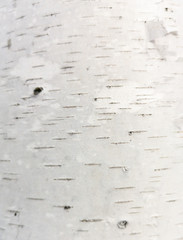 White bark on a birch as an abstract background