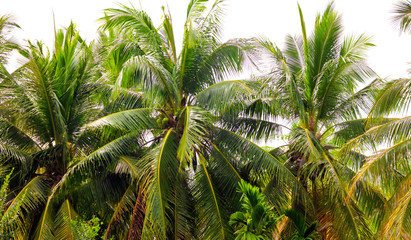 Fototapeta na wymiar Palm trees grow in the park.