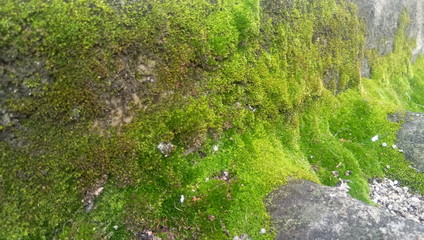 Moss Grass Green on walls