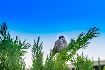  Starling On Cyprus