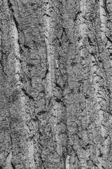 Tree bark as an abstract background