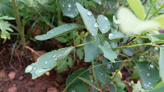 snowdrop with dew drops