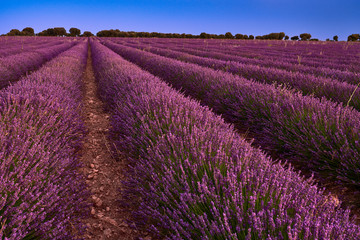 Plakat Lavender Fields at blue hour in Brihuega