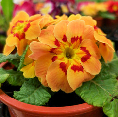 Beautiful orange flowers in a pot
